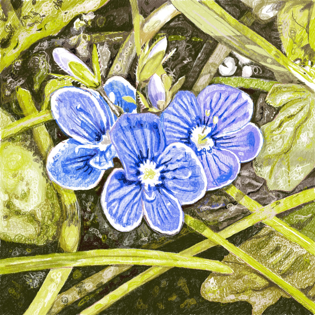 Gras 55