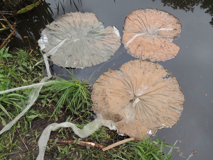 Lotusleaves on the water