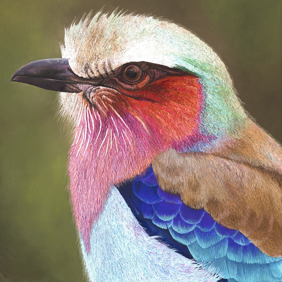 Lilac breasted roller II