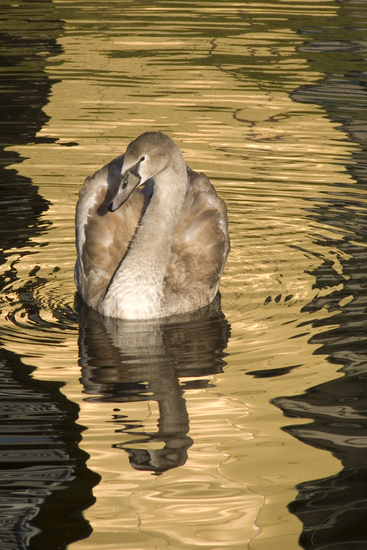 Zwaan in gouden water