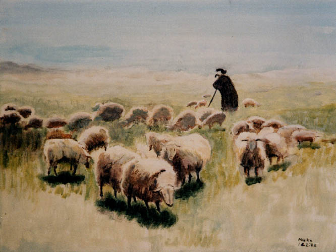 Schapen met herder