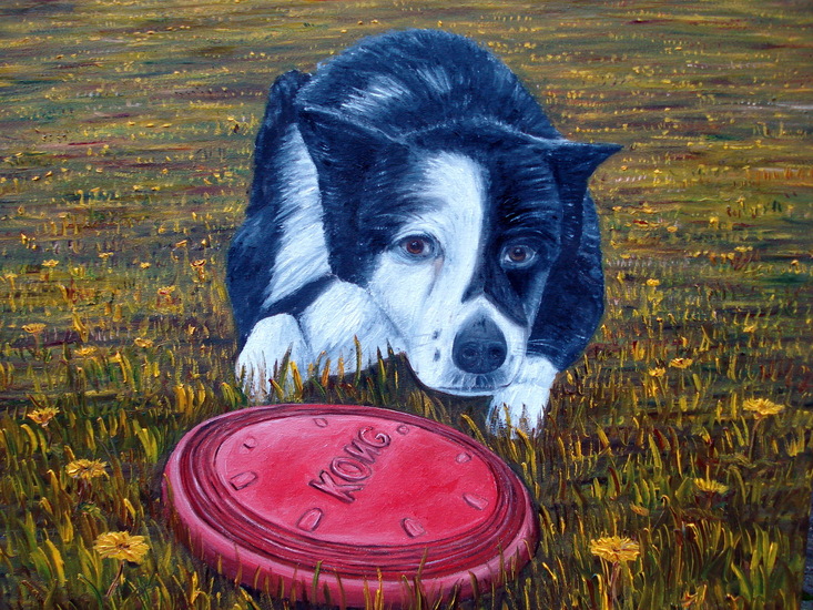 Glenn (bordercollie)