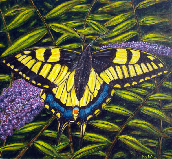 koninginnepage op vlinderstruik