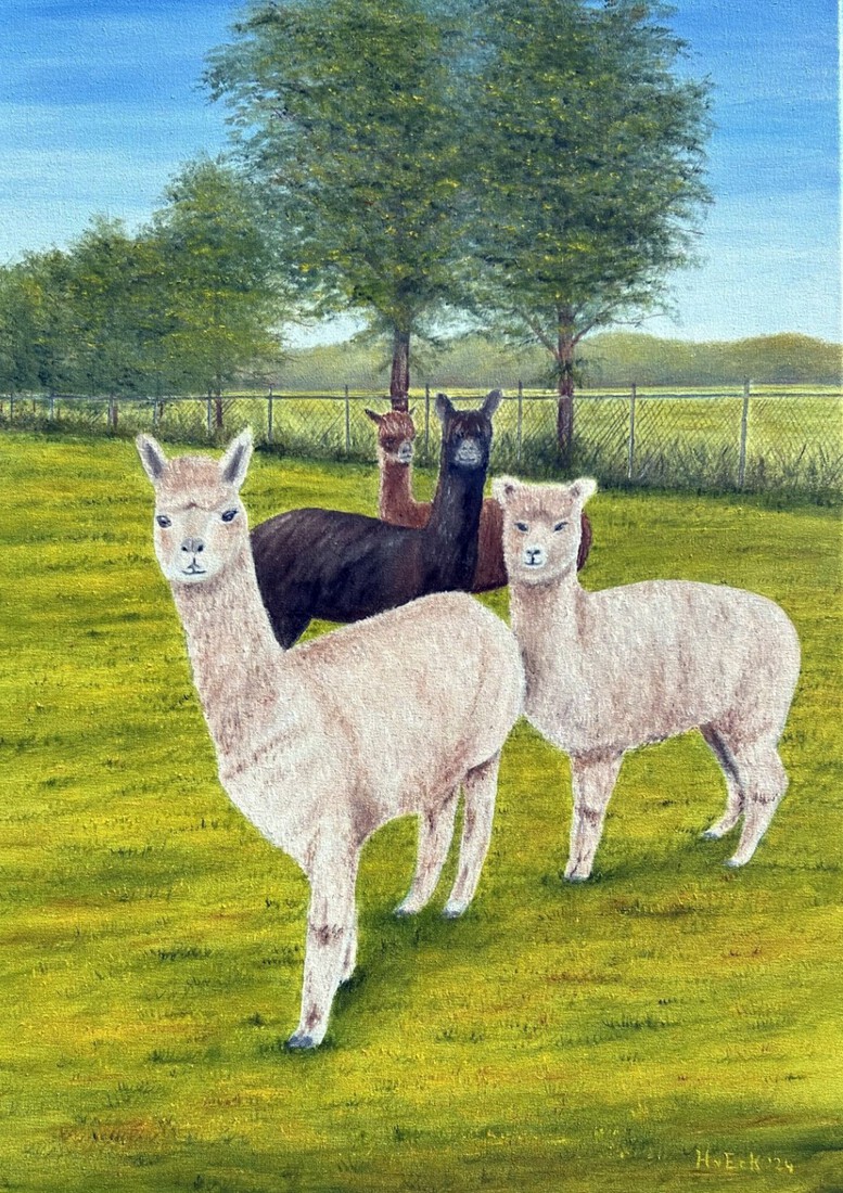 Alpaca's bij Pandelaarse Kampen Gemert