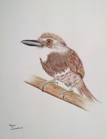 Puffbird