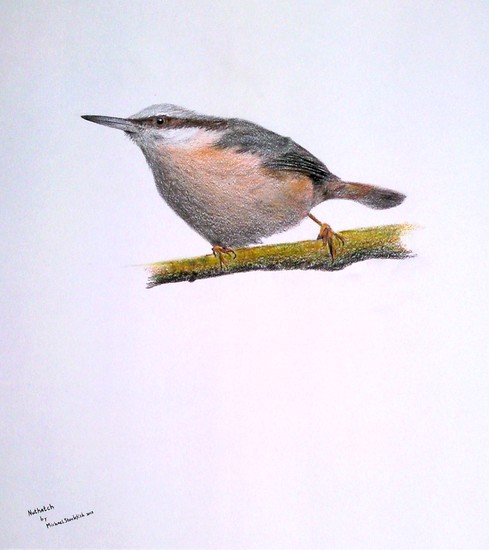 Nuthatch