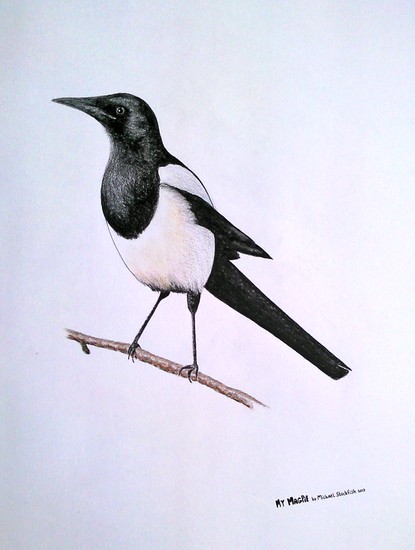 magpie