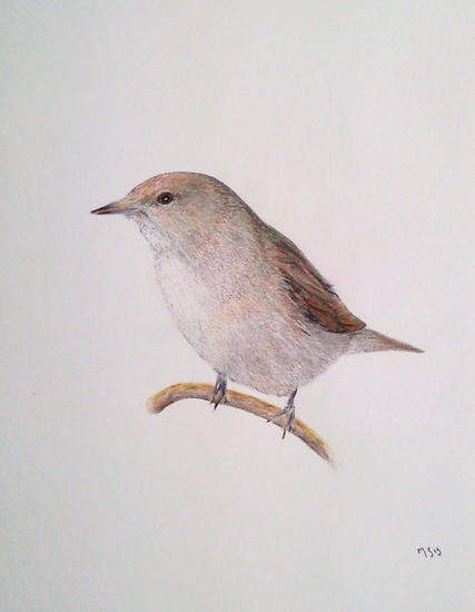 Garden Warbler