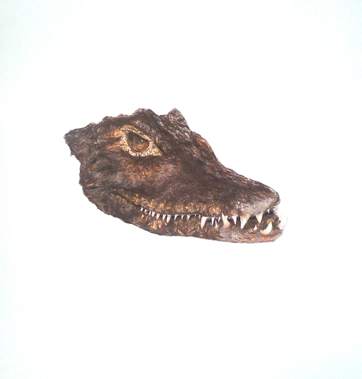 Crocodil