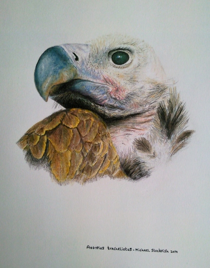 Aegypius Tracheliotus