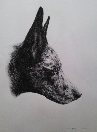 Australian Cattle Dog