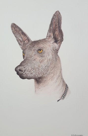Xoloitzcuintly