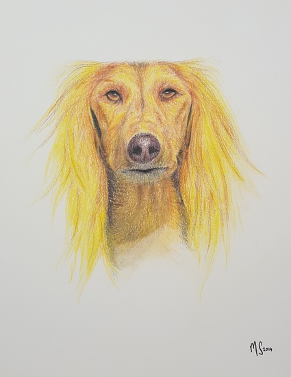 Saluki