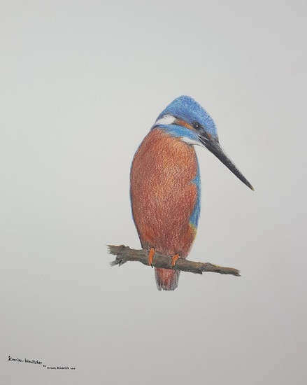 Kingfisher