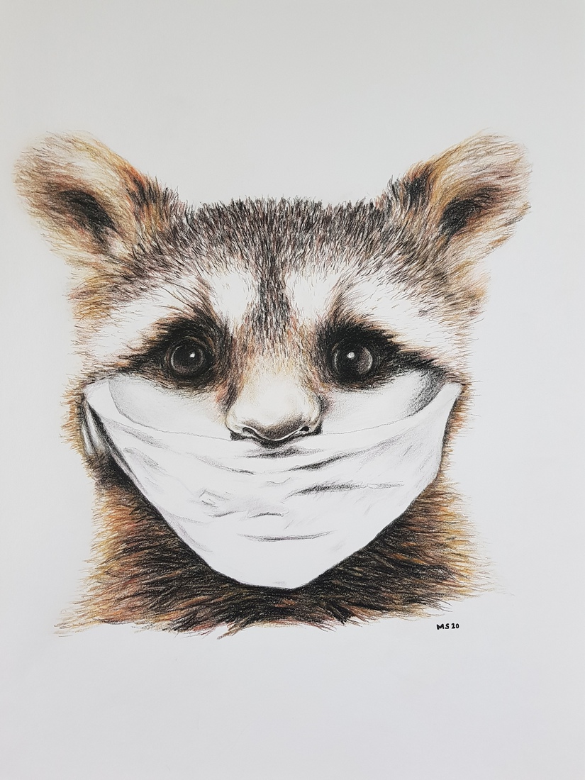 Raccoon