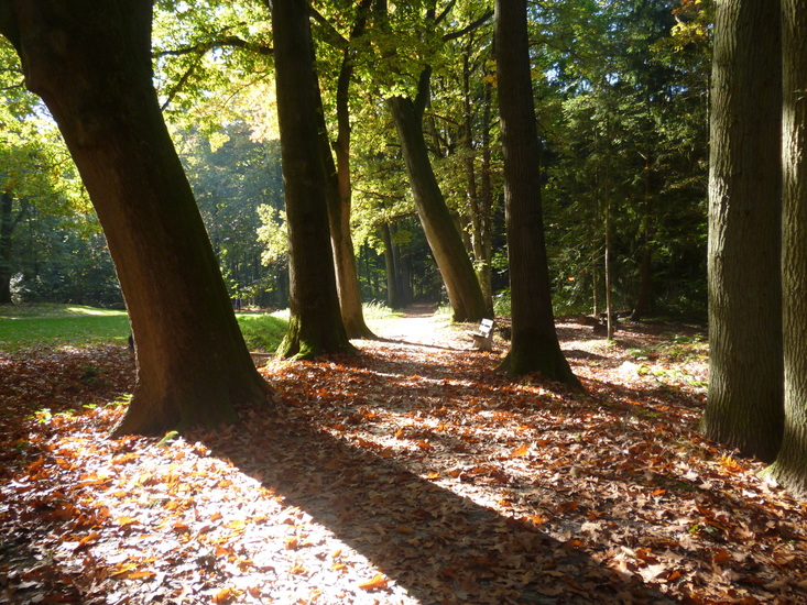 A walk in the park (autumn)