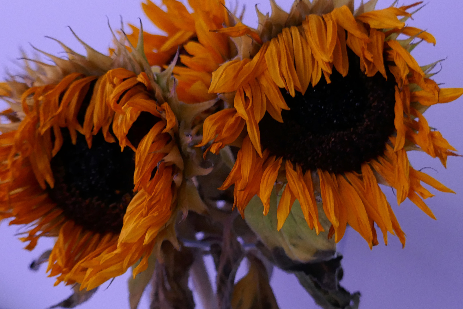 Wilted sunflowers