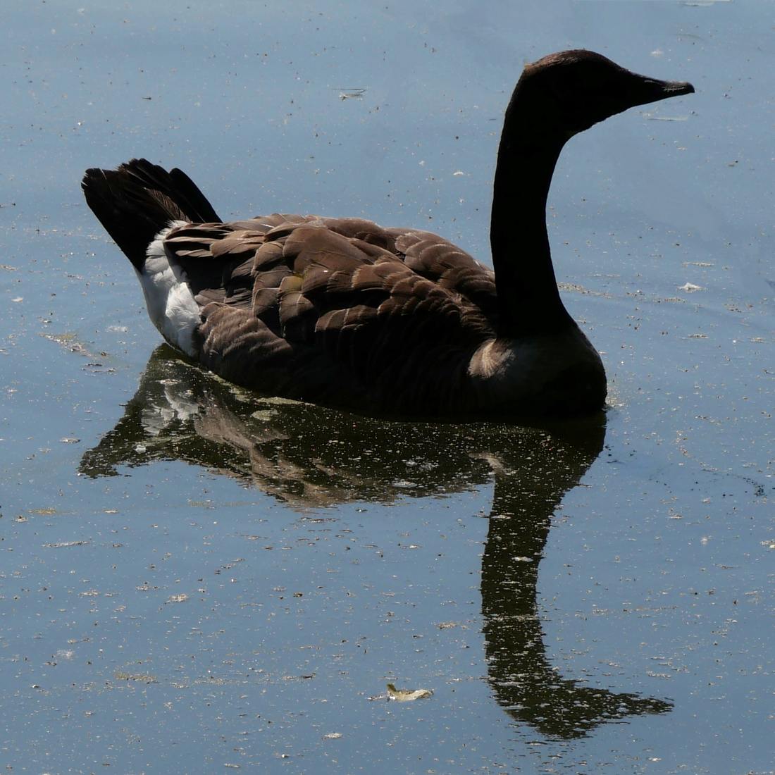 Reflection 