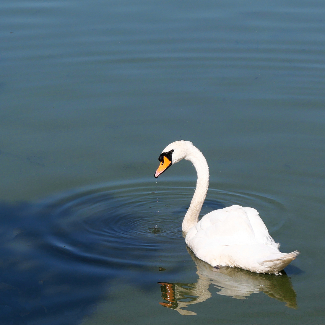 Swan 1 