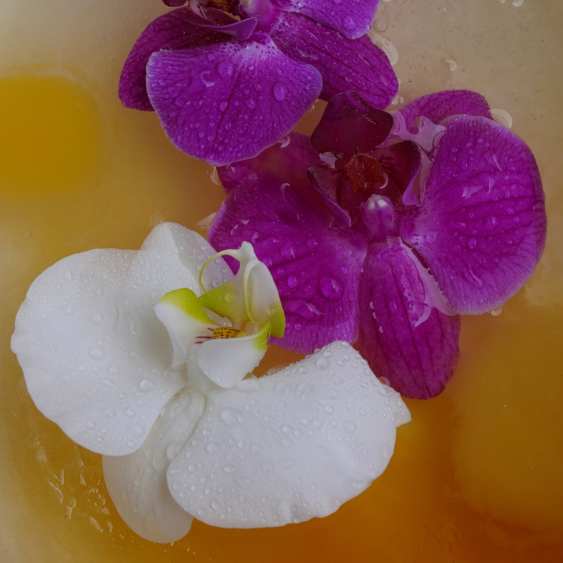 Orchids