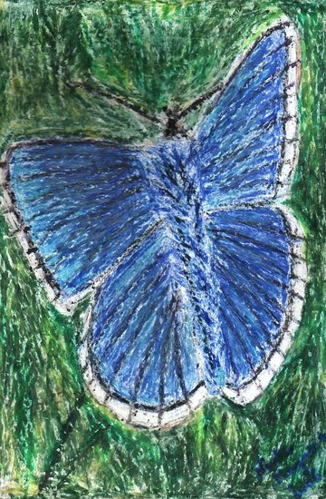 Le papillon bleu