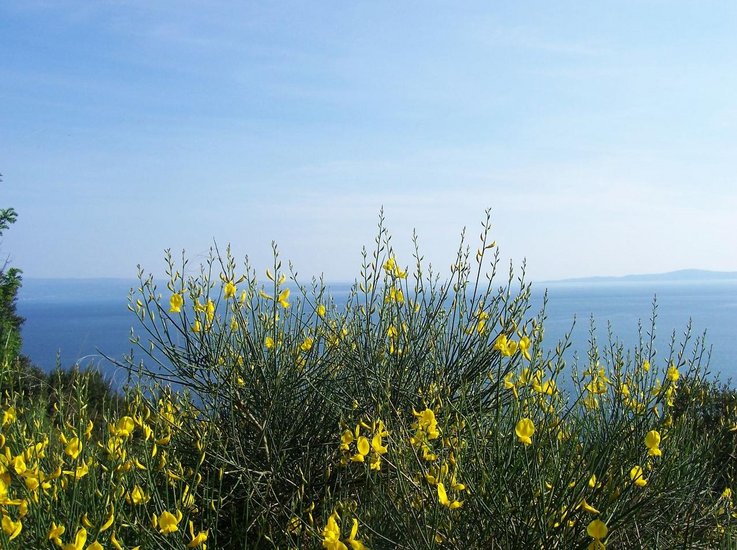 Pogled kroz brnistru