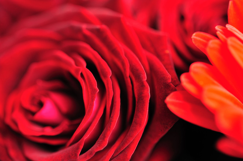 Rozen