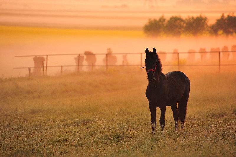 Paard in het ochtendlicht
