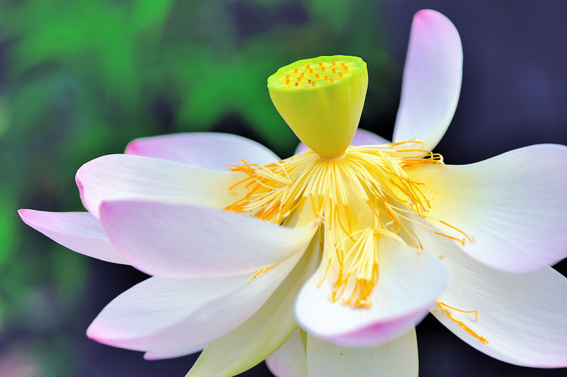 Macro 1 dagsbloem