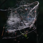 Drieluik Ragfijn 1 Canvas