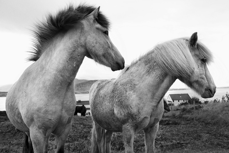 Icelandic Horse 2