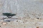 Landschap foto's kleur en zwartwit