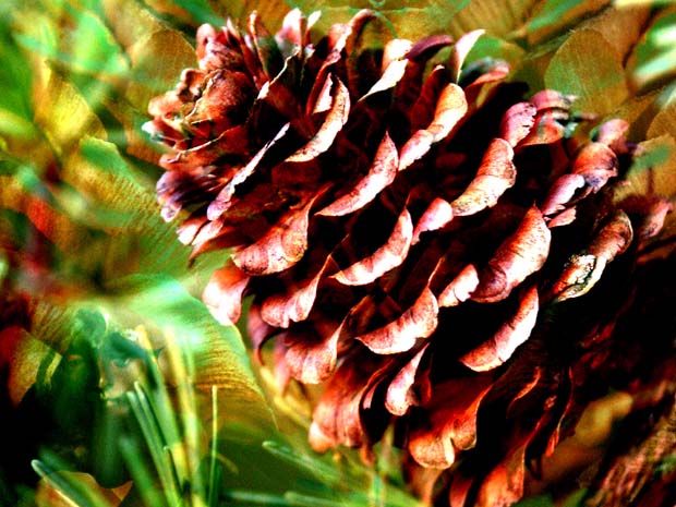 Dryade en een denneappel