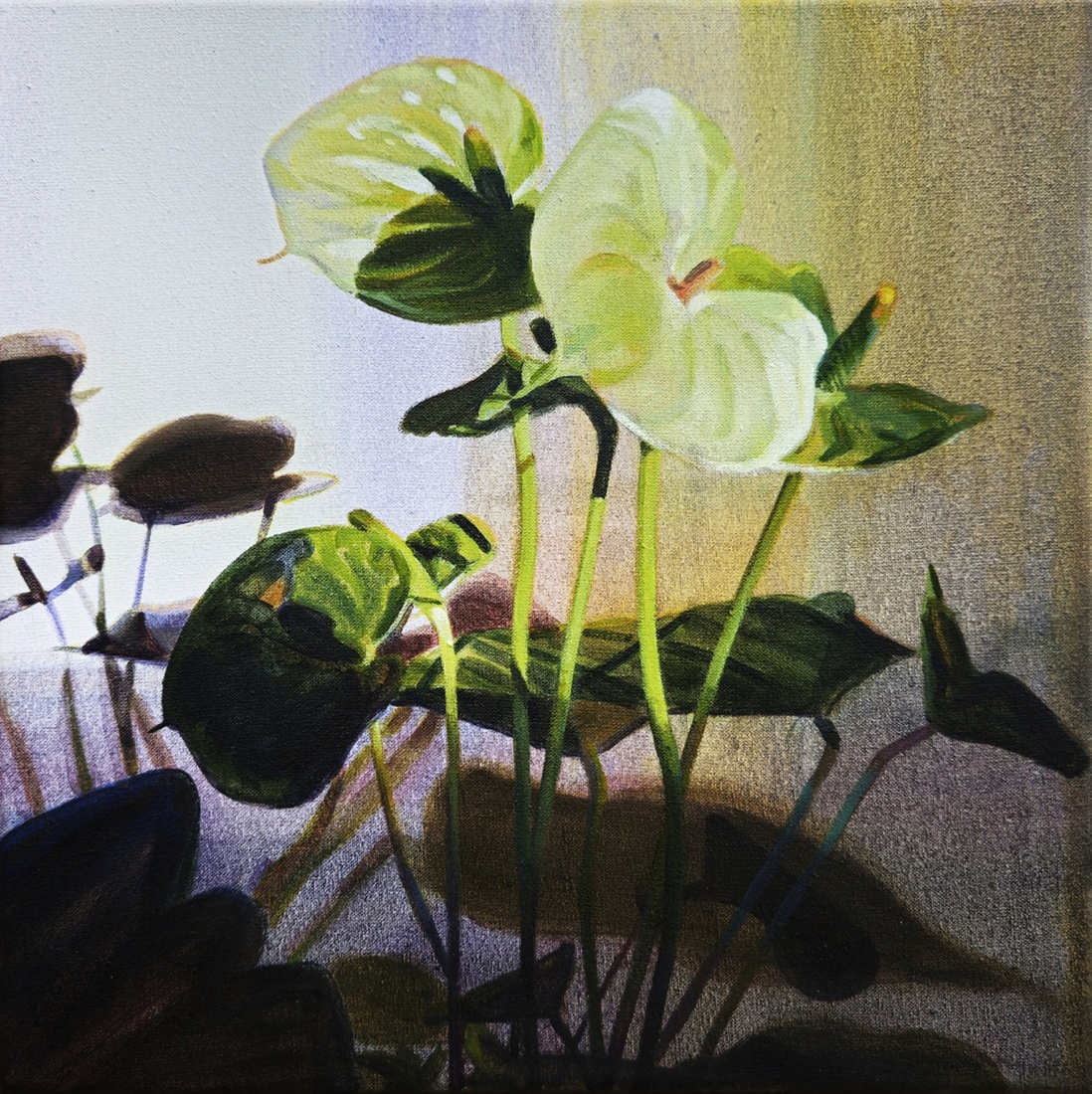 Anthurium