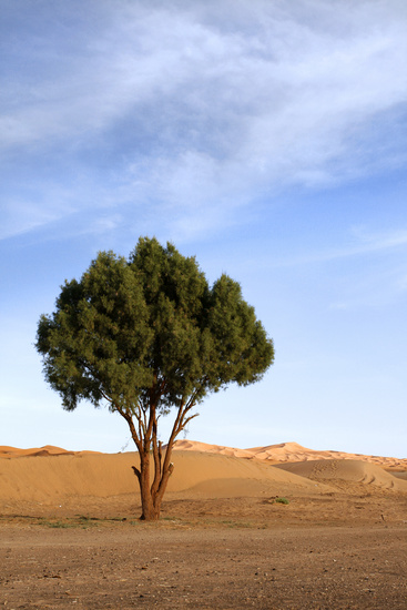 Boom in de woestijn