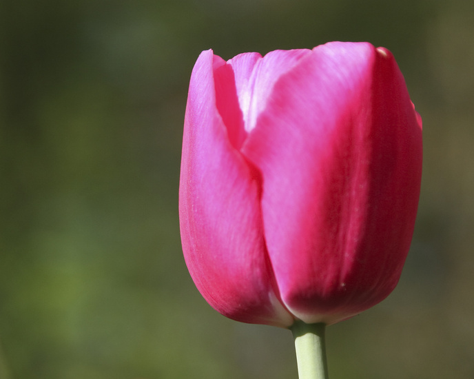 Roze tulp