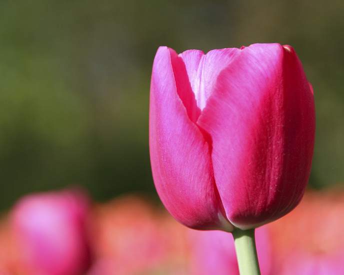 Roze tulp II