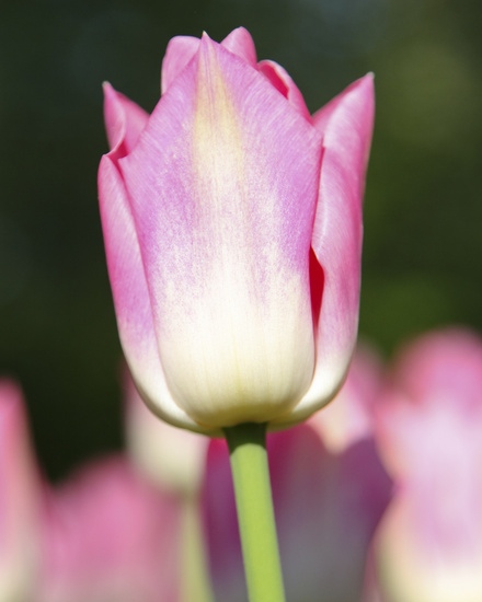 Roze tulp III
