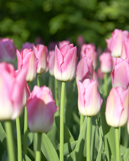 Roze tulpen