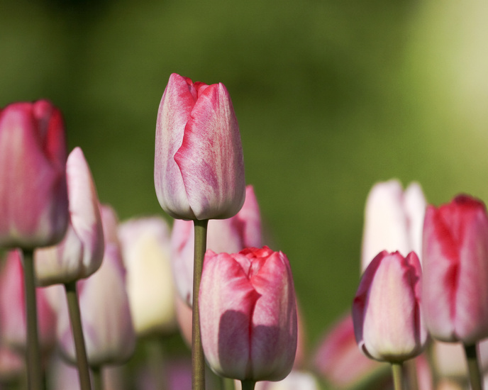 Roze tulpen II
