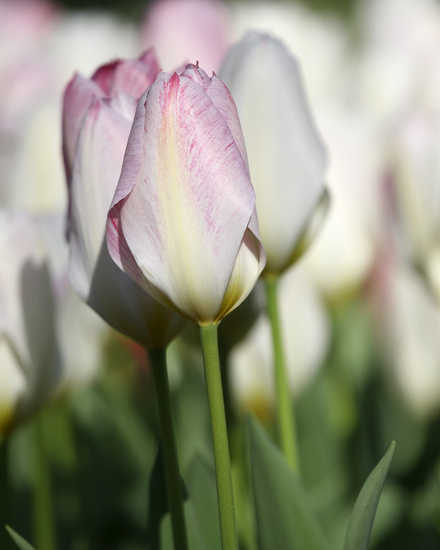 Roze tulpen III