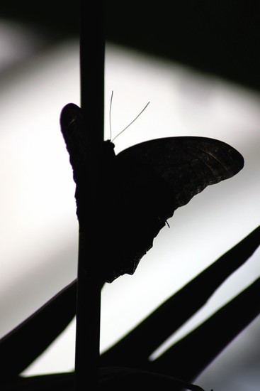 Vlinder tegenlicht 1