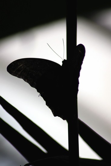vlinder tegenlicht 2