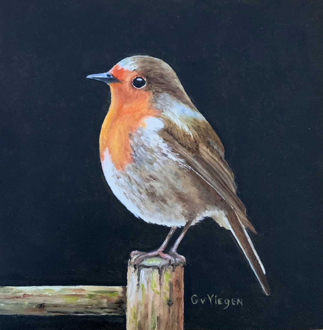 Robin de Roodborst