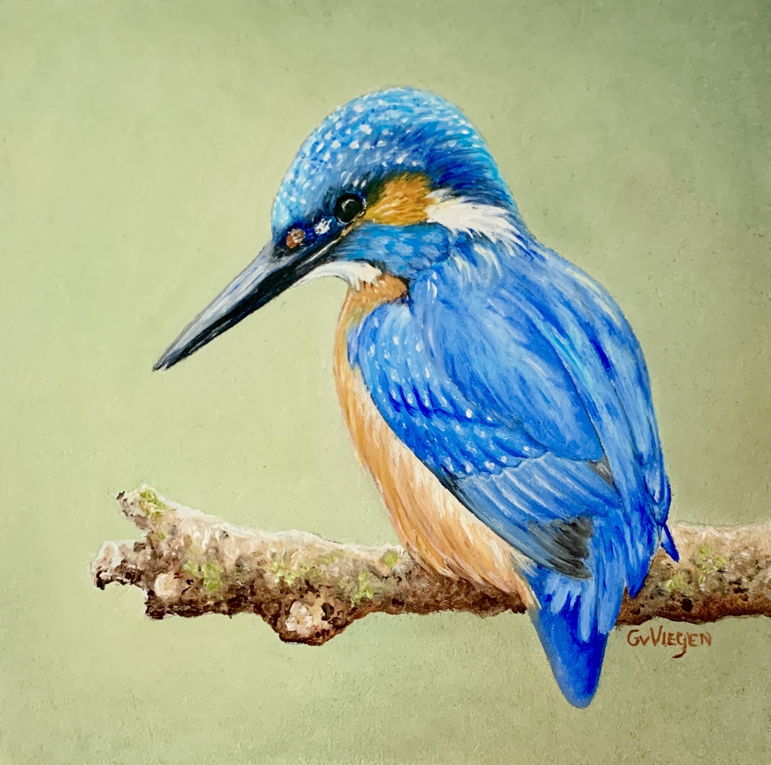 IJsvogel 2