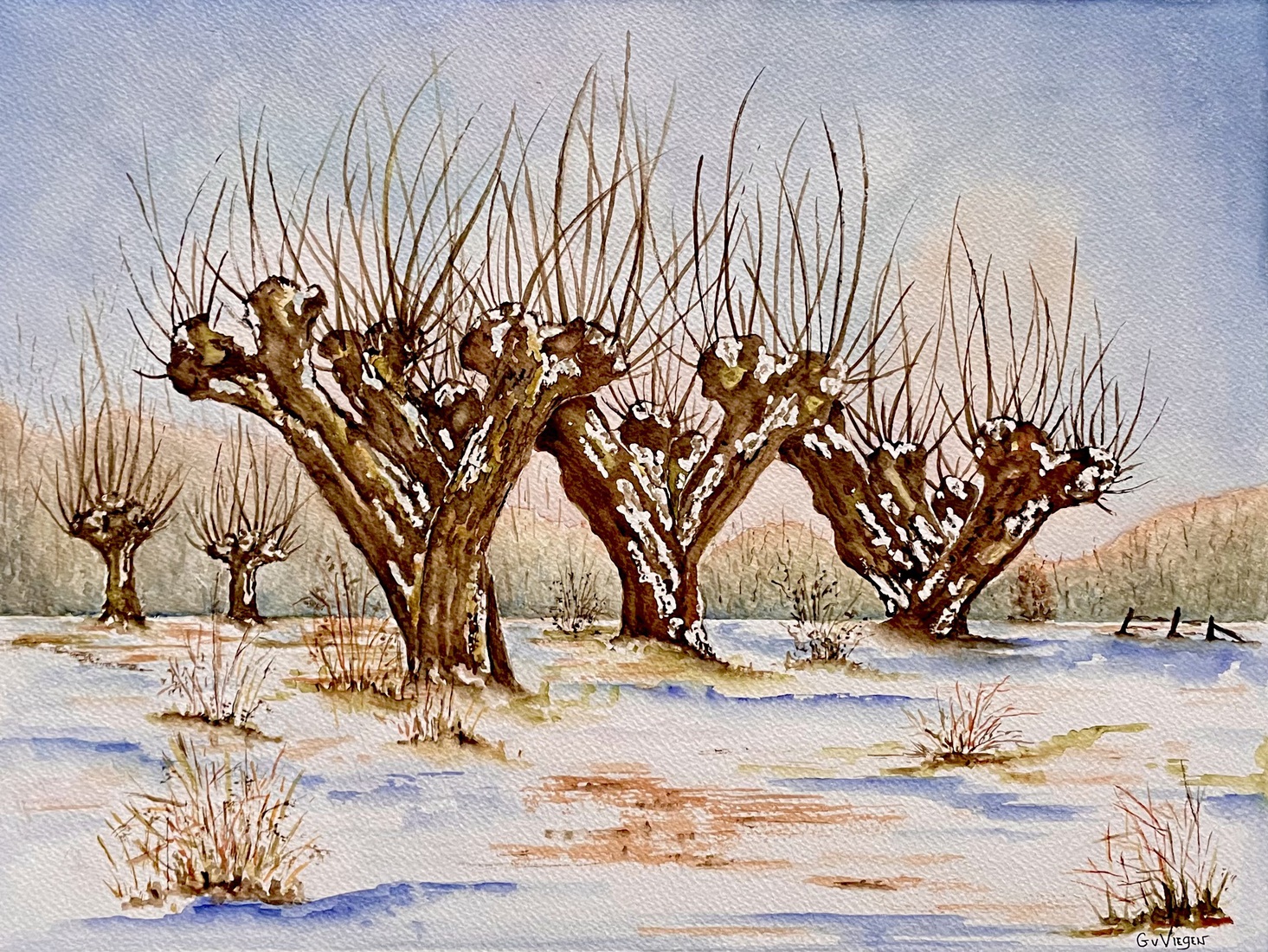 Knotwilgen in de winter