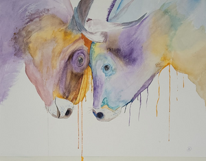 Hooglanders koe