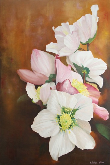 Helleborus
