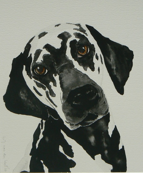 Dalmatier
