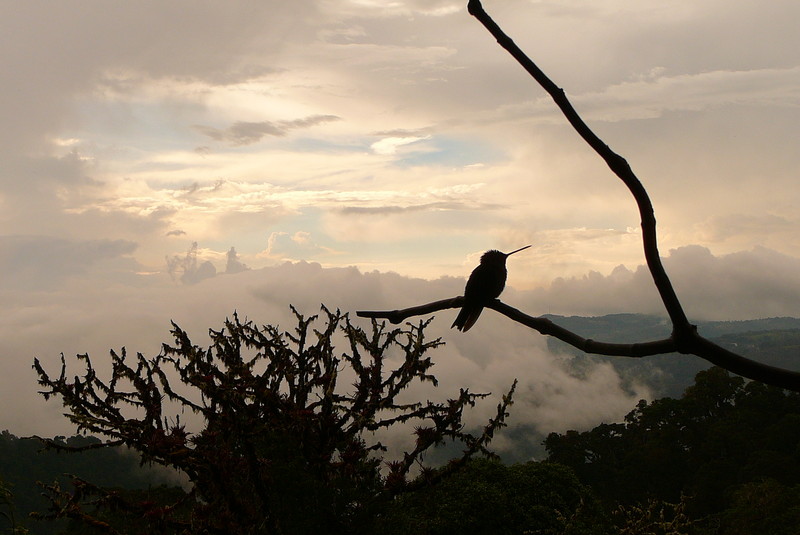 Colibri in Costa Rica